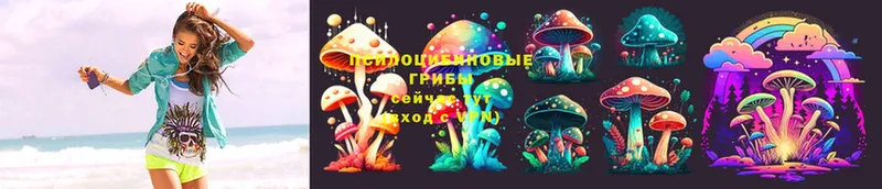 Галлюциногенные грибы Psilocybe  Копейск 