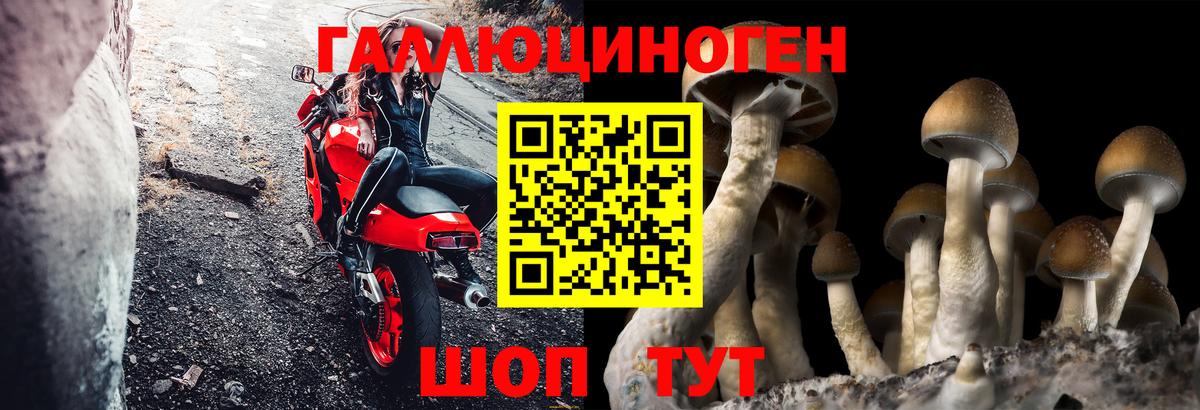 Галлюциногенные грибы Psilocybine cubensis  Копейск 